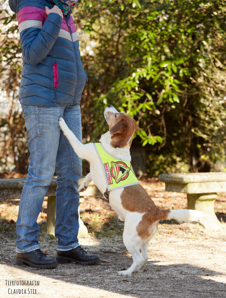 Ein braun-weißer Mischling steht auf den Hinterpfoten. Eine Vorderpfote ist auf dem Oberschenkel seiner ebenfalls stehenden Besitzerin. Der Hund trägt eine gelbe Kenndecke mit dem offiziellem Assistenzhundelogo.