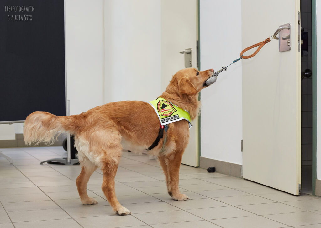 Ein Goldenen Retriever öffnet eine Tür. Der Hund trägt eine Weste mit dem offiziellen Assistenzhundelogo.